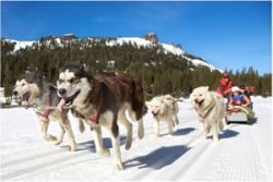 Mushing