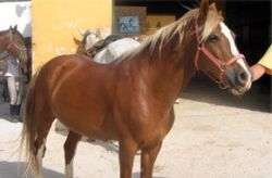 Ruta a Caballo